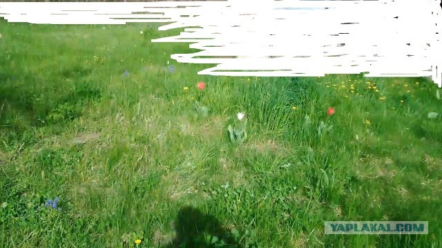 Дача зае*ала