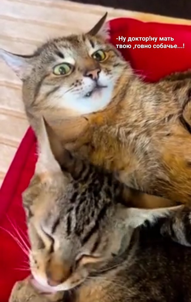 Коту Степану бабу привели