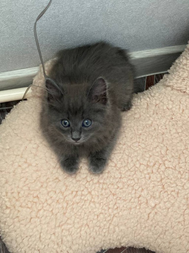Котовторник 09.04.24