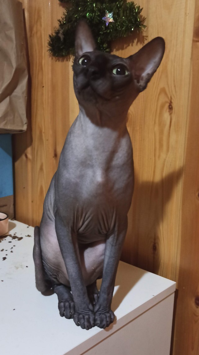 У меня живёт кошка.