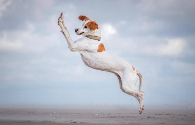 Веселые финалисты Comedy Pet Photo Awards 2024