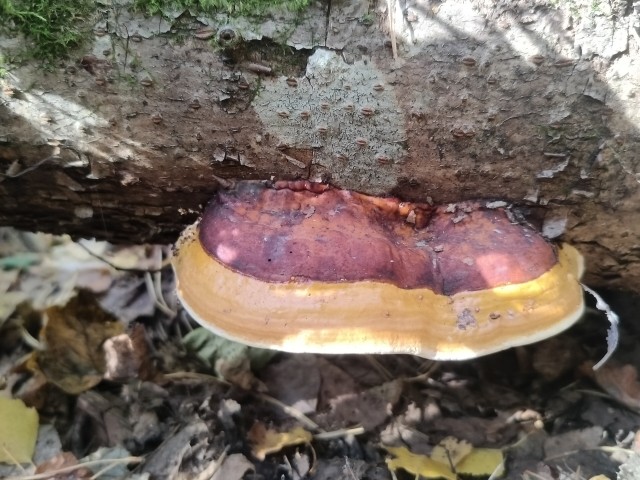 Осень на озёрах