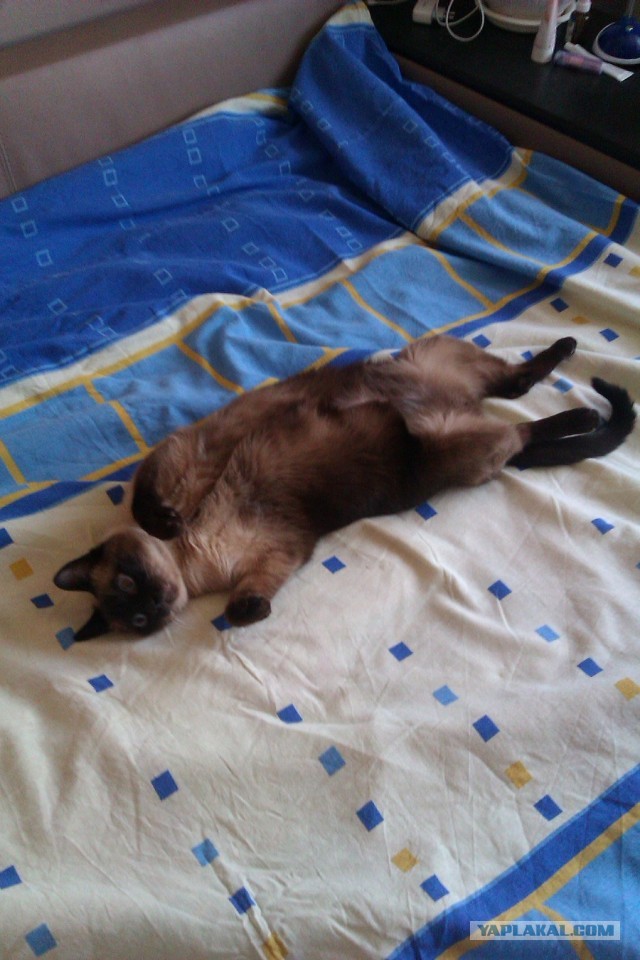 Котовторник 04.06.2013
