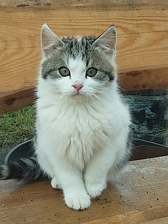 Котовторник