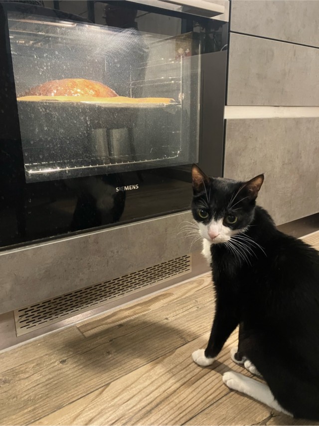 Спящий кот