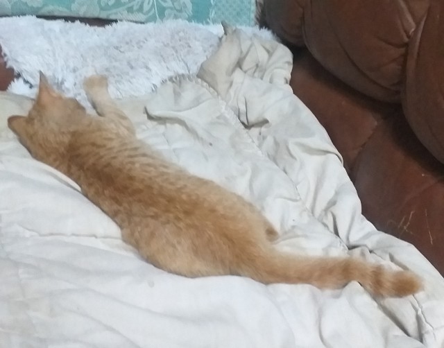 Принимайте в ряды которабов