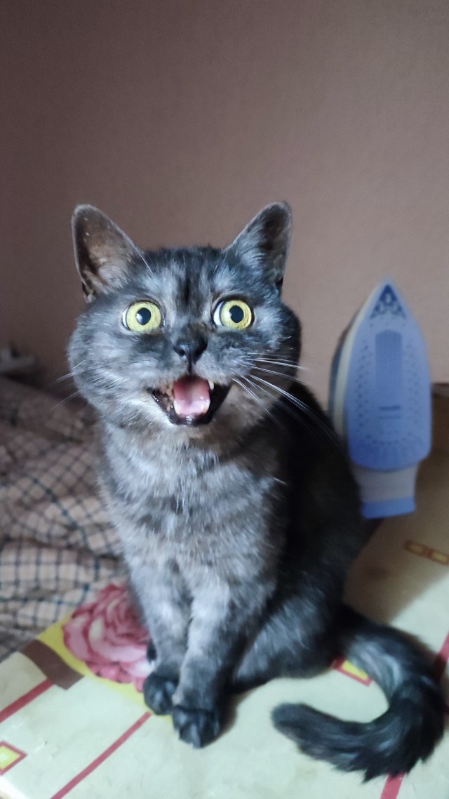 Вторник. Котовторник 28.10.25