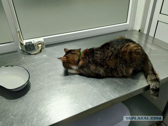 История одного котенка