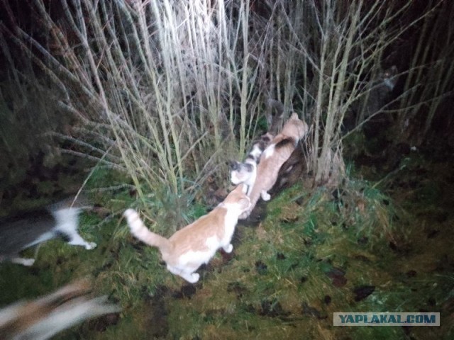 Жизнь домашнего приюта для котеек 565