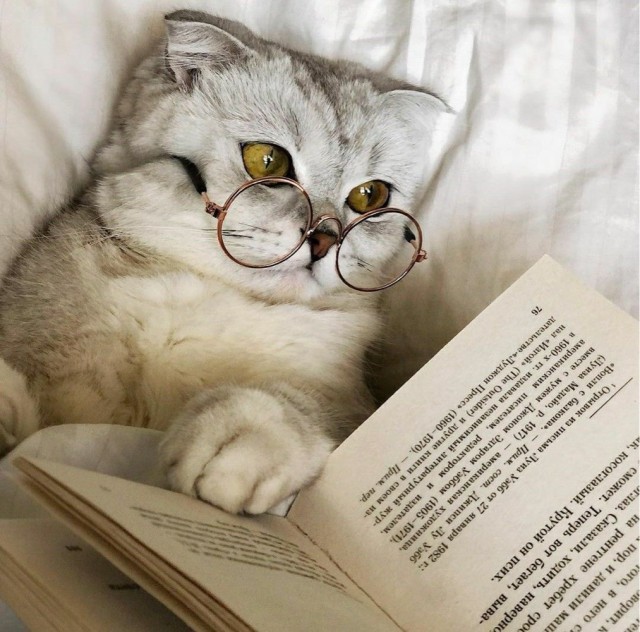 Котики тоже любят читать