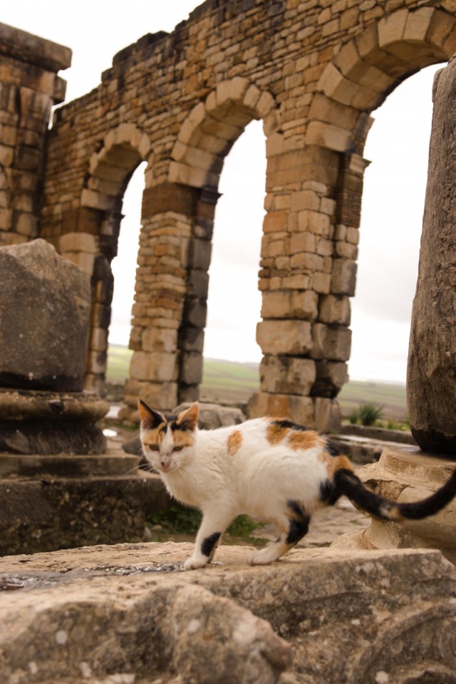 Уличные кошки Марокко