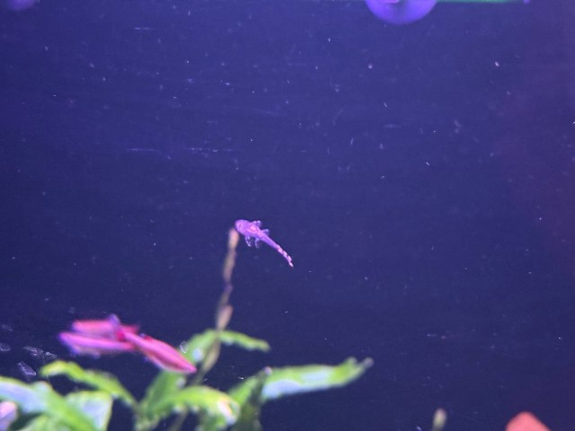 Может аквасреду введем?