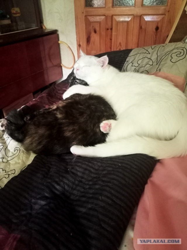 На дворе второй день лета.  Котовторник!