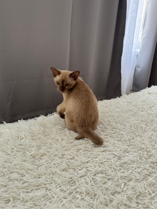 Сима. Детство. Успел к котовторнику))