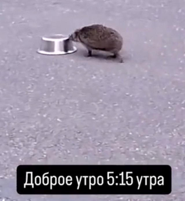С добрым утром епти