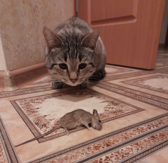 Мышь конечно зашла