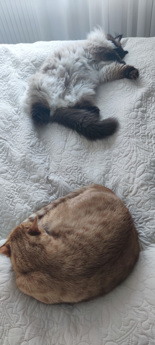 Котовторнок