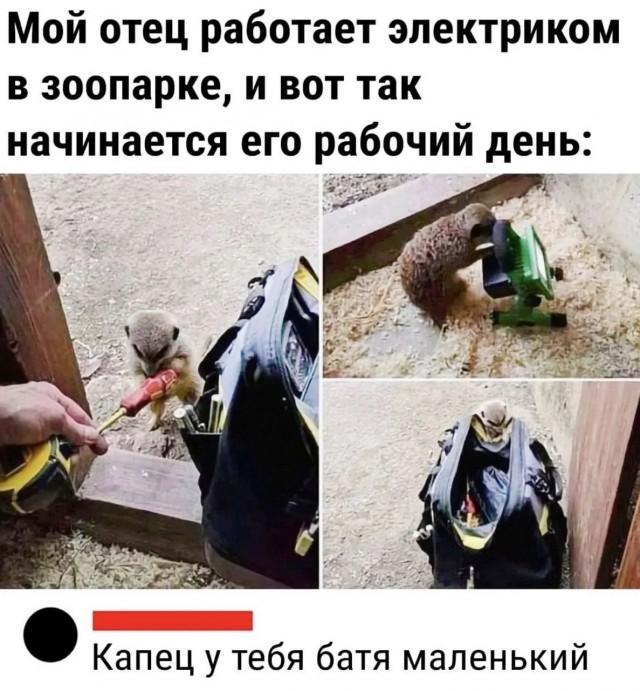 Картинки для деградации 251 (разной степени свежести)
