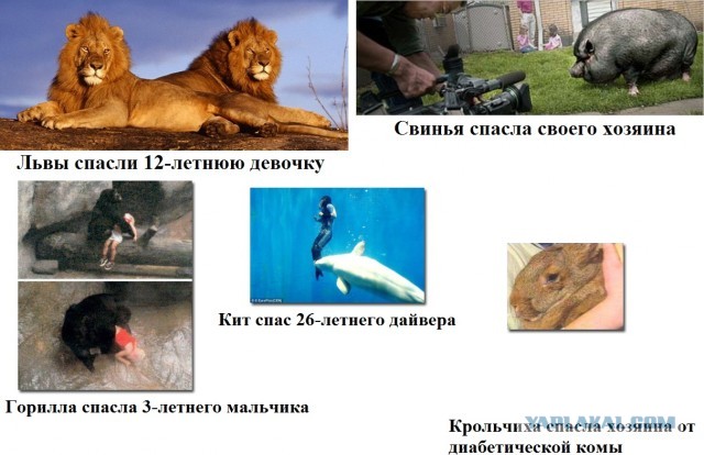 Берегите животных