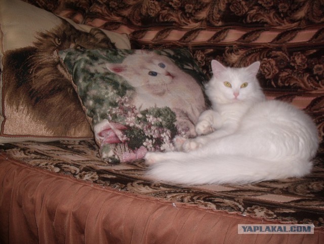 Котовторник 27.5.2014