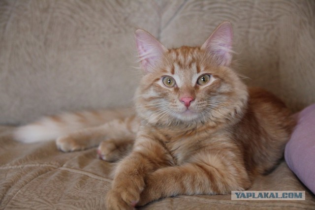 Котовторник 18.11.2014