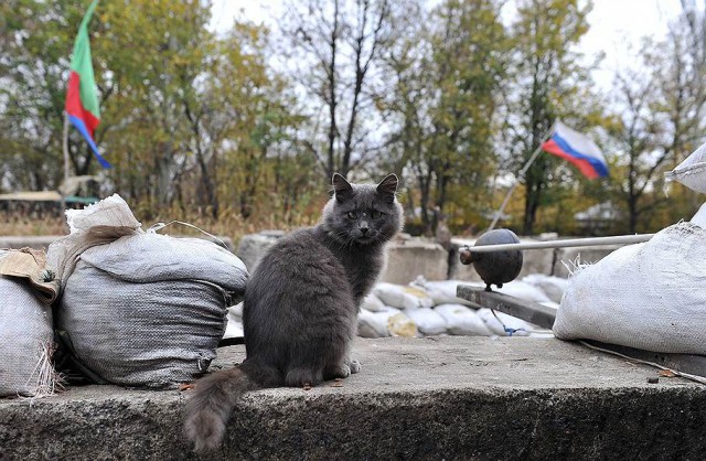 Суровые коты донбасса