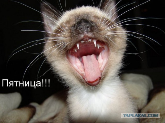 Пятница немного настроения