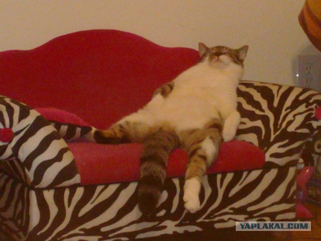 Котовторник   02.06.2015