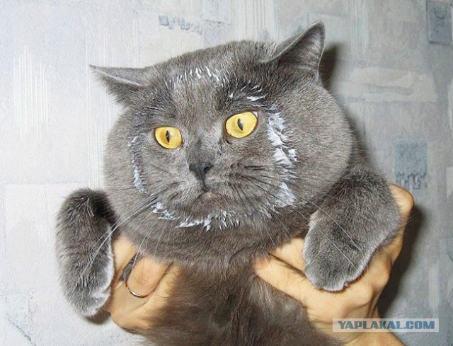 Кот Вася