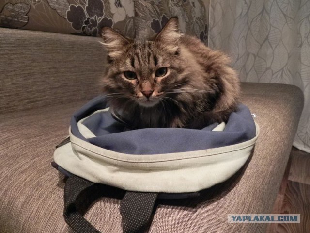 Котовторник 04.08.2015