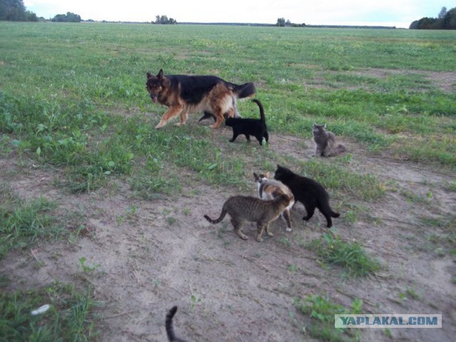Жизнь домашнего приюта для котеек 78