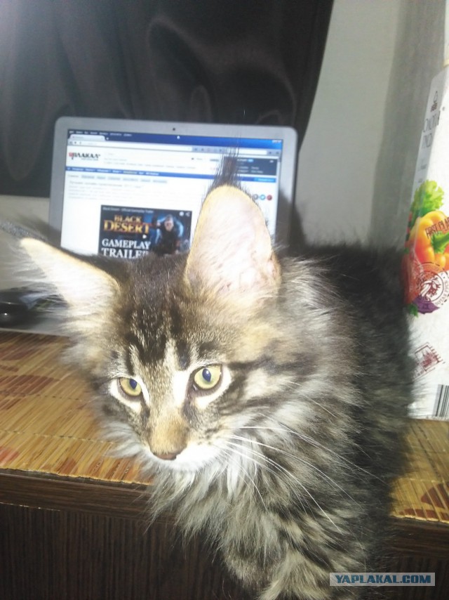 Котовторник 20.10.2015