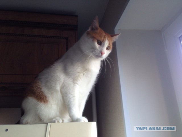 Котовторник  10.11.2015