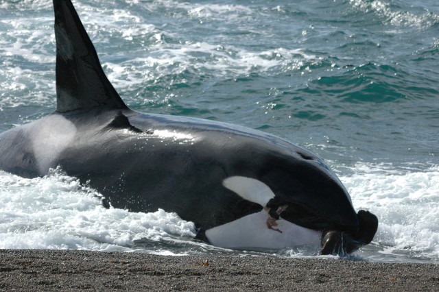 Orcinus orca