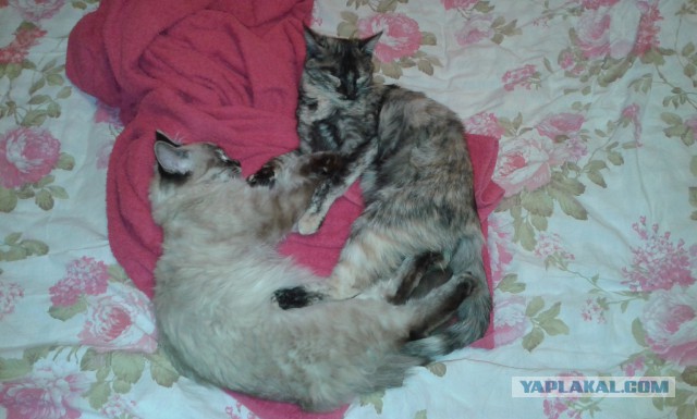 Мой кот, мои правила!