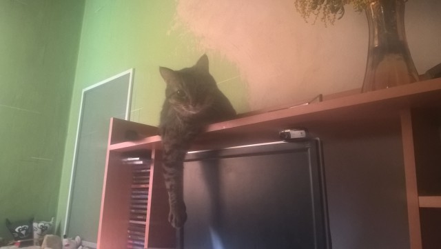 Котовторник 22.03.2016