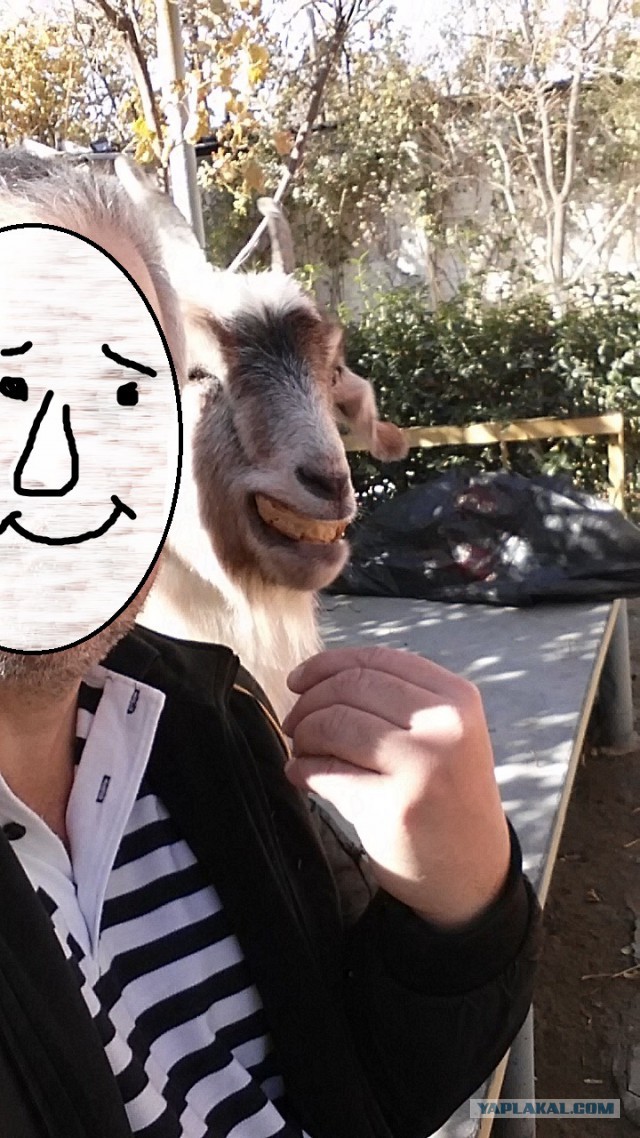 Смешные картинки с надписями