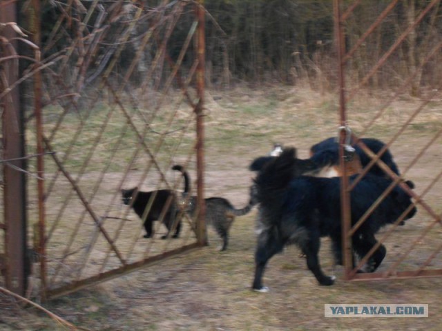 Жизнь домашнего приюта для котеек 108