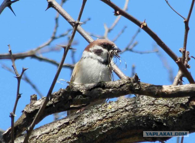 Скоро во всех гнёздах страны!... и не только