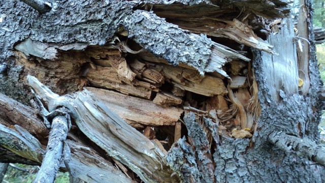 Тайги обожания пост