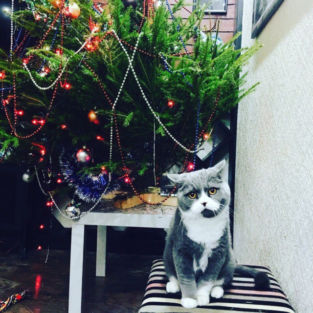 Коты из сети