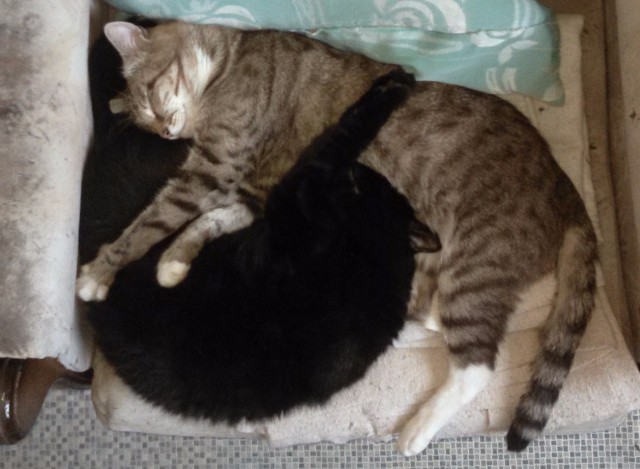 Коты из сети