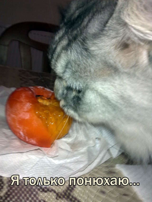 Мой кот. Это нормально?