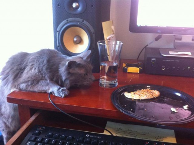 Коты и Кошки