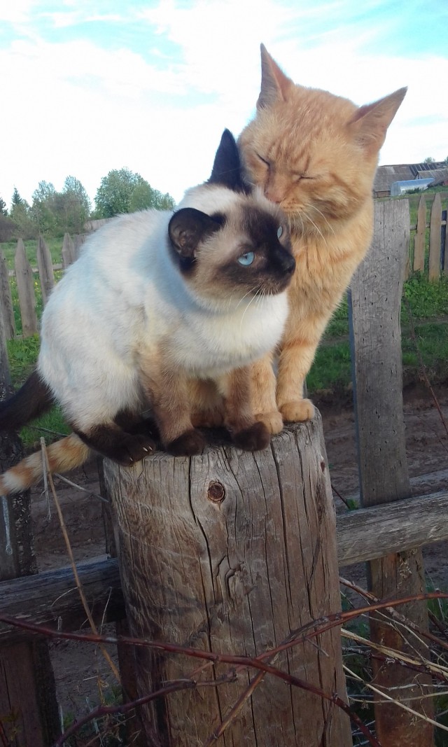 Коты и Кошки