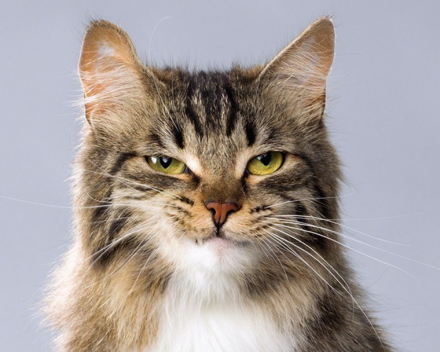 Коты и Кошки