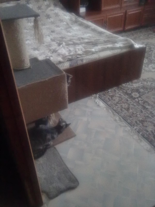 Котовторник 16.01.2018