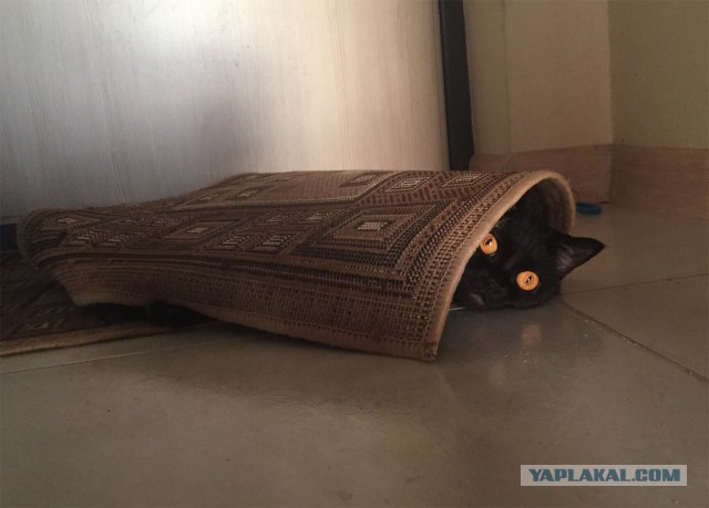 Котовторник 20.03.2018