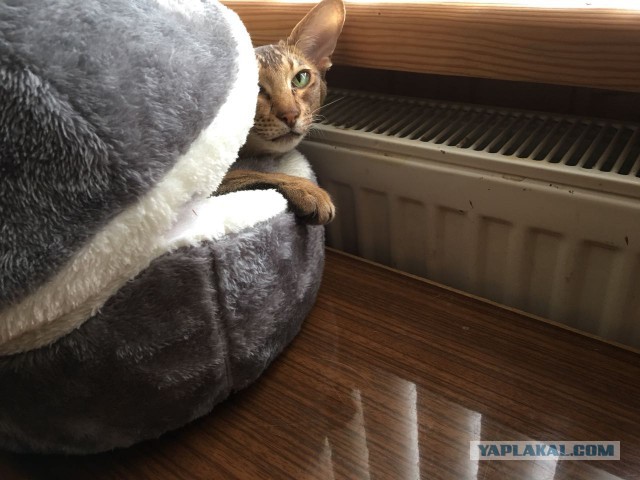 Котовторник 20.03.2018