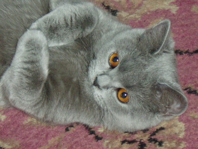 Котомет на вторник 08.04.08